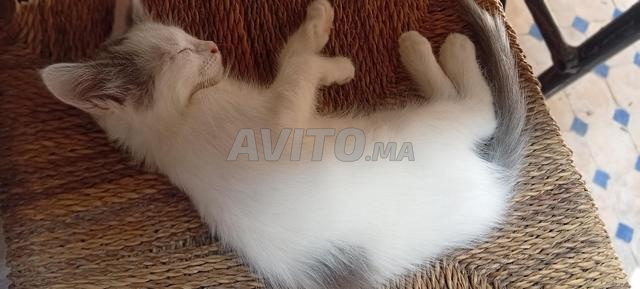 خراف لمن أراد تربيتها - 2