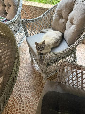 Adoption du chat, race siamoise - 2