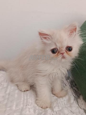 Chaton persan de pure race - 2