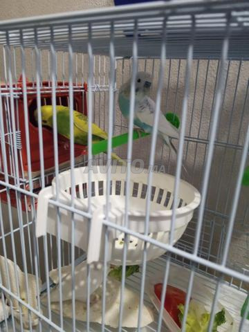 3 perruches et 2 cages - 2