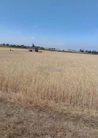 Terrain titré 2 hectares Tnin Chtouka - 2