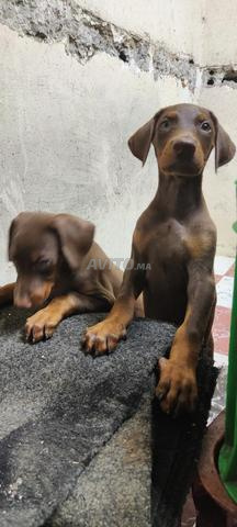 Chiots Doberman 50 jours - 2