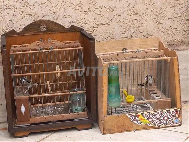 ديك 3 سنوات وديك العام وديك شهر 10 - 2