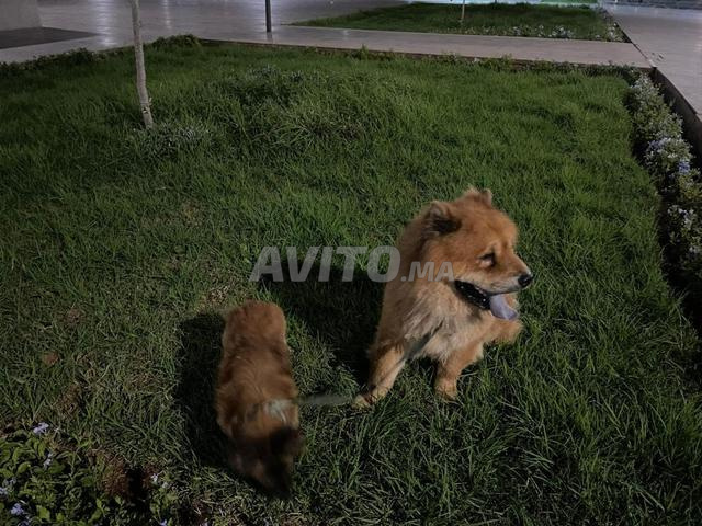 Chien Chow Chow vacciné - 2