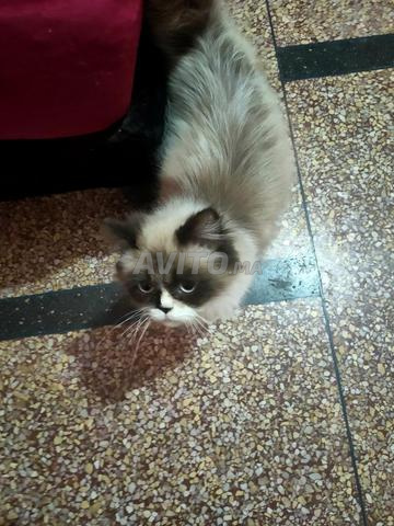 Chatte perdue - 2