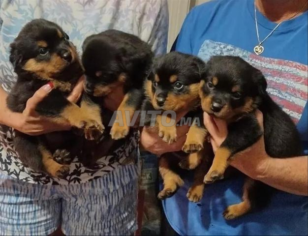 Chiots rottweiler pedigree - 2