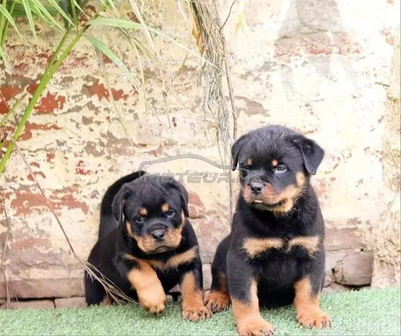 Chiots rottweiler pedigree