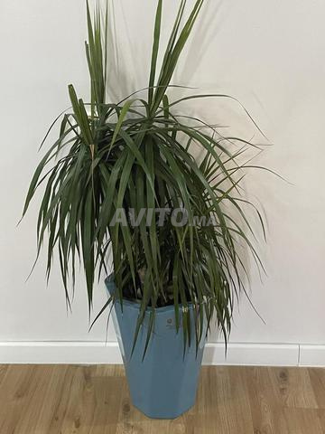 Pot en céramique avec arbre naturel - 2