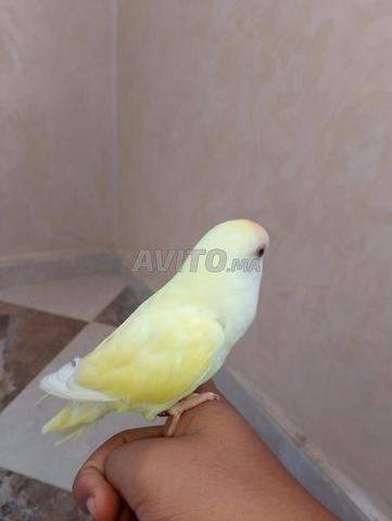 طائر الحب - 2