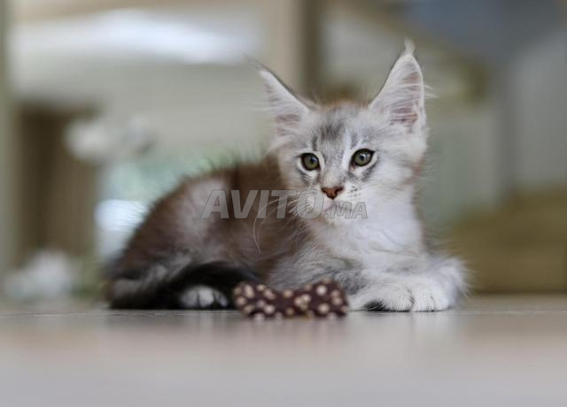 Chaton Maine silver et smoke pedigree wcf