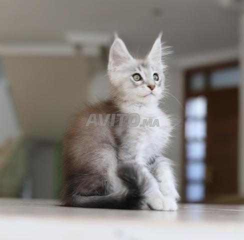 Chaton Maine silver et smoke pedigree wcf