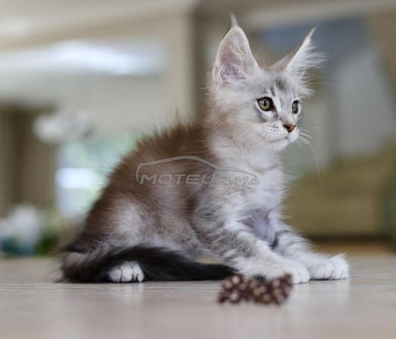 Chaton Maine silver et smoke pedigree wcf