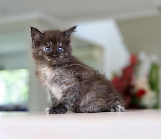 Chaton Maine silver et smoke pedigree wcf