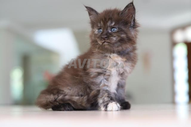 Chaton Maine silver et smoke pedigree wcf