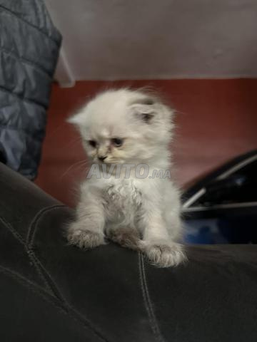 ذكر سكوتش فولد هايلاند - 2
