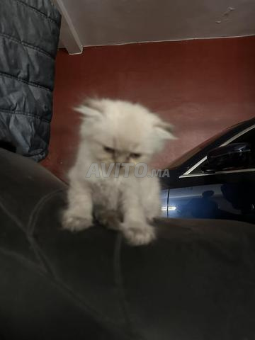 ذكر سكوتش فولد هايلاند