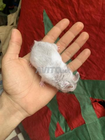 Hamster domestique
