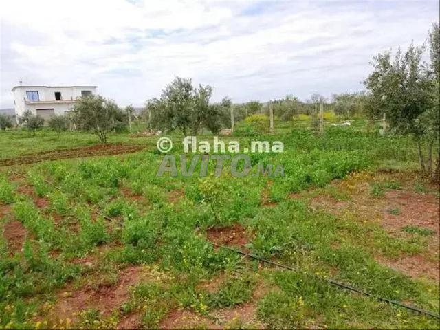 مزرعة زراعية صغيرة بمساحة 3000 متر مربع - 2