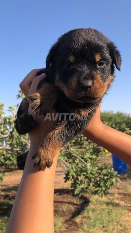 Chiots Rottweiler