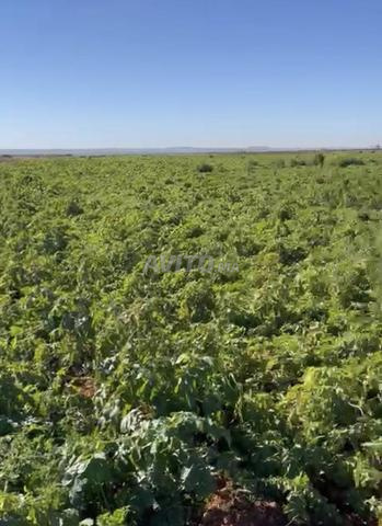 Ferme agricole 6 ha à louer – Ouled Ziane