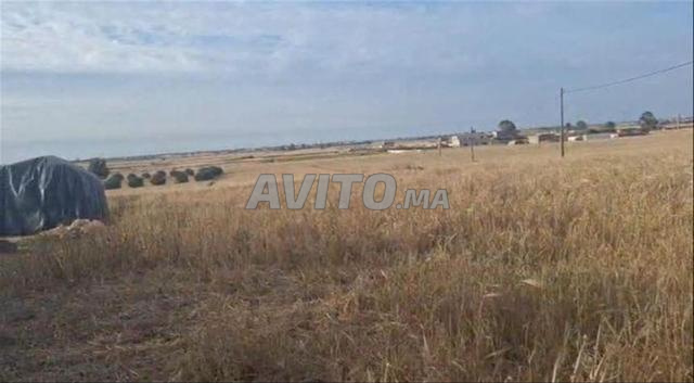 أرض فلاحية فيها سكنى قديمة تيثر في سيد العايدي