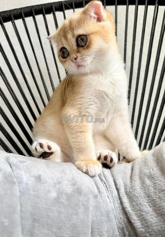 Femelle Scottish Fold - 2