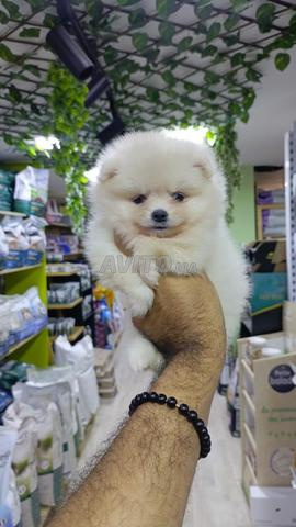 Femelle Spitz pedigree - 2