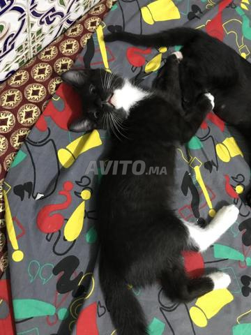 Chats à adopter - 2