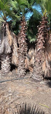 Palmiers (Washingtonia) à vendre - 2