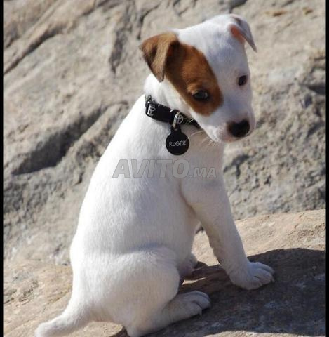 Jack Russell - 2