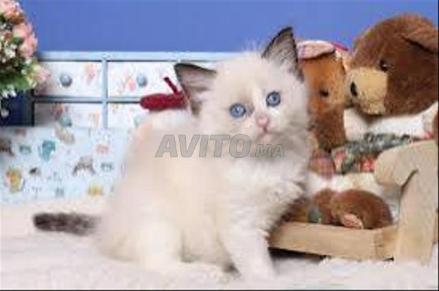 Bébé Ragdoll chat - 2