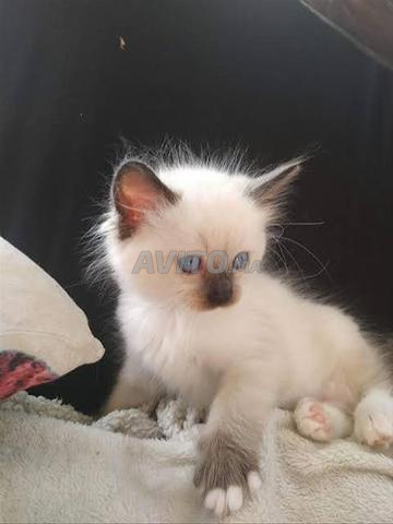 Bébé Ragdoll chat