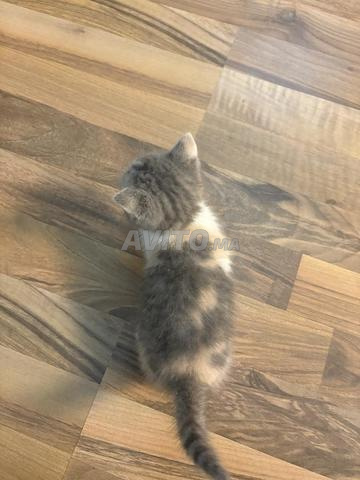 🐱🐾 Chatonne femelle à vendre 🐾🐱 - 2