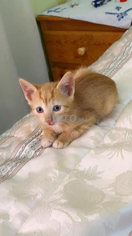 Petit chaton à adopter