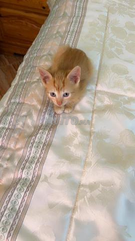 Petit chaton à adopter - 2