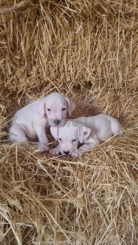 Chiots Dogo Argentino à vendre