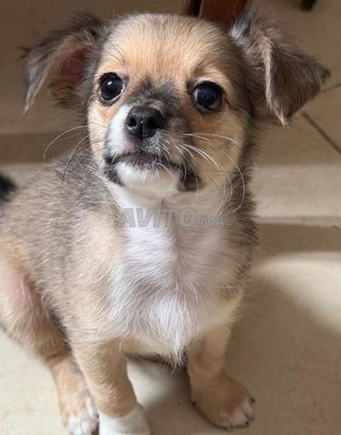 Chihuahua mâle