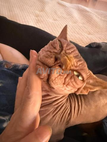 Un chaton Sphinx mâle - 2