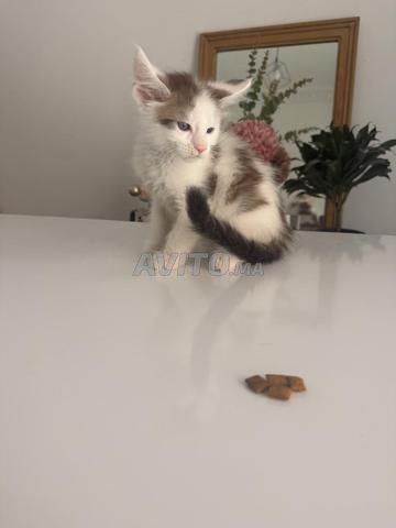 Magnifique portée de chaton Maine Coon - 2