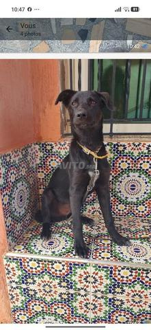 Joli malinois noir croisé de 6 mois - 2