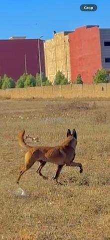 Berger Belge Malinois - 2