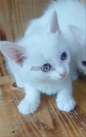 قط أنجورا صغير عمره شهرين - 2