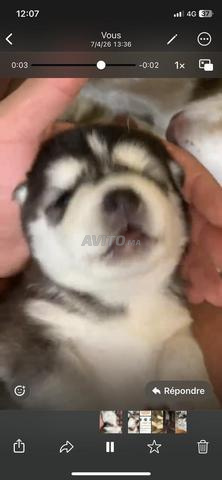 2 Husky de pure race noir yeux bleus - 2
