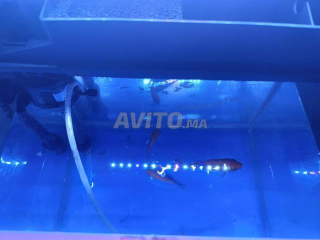 Aquarium (bac à poissons) - 2