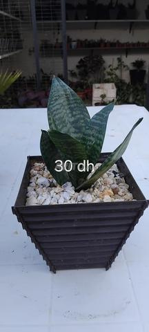 Plante peau de tigre en gros - 2