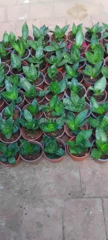 Plante Sansevieria en gros - 2