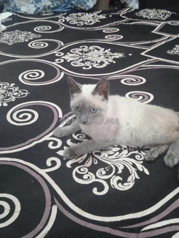 Petit chat siamois authentique - 2