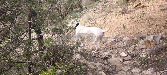Dogue Argentin - 2
