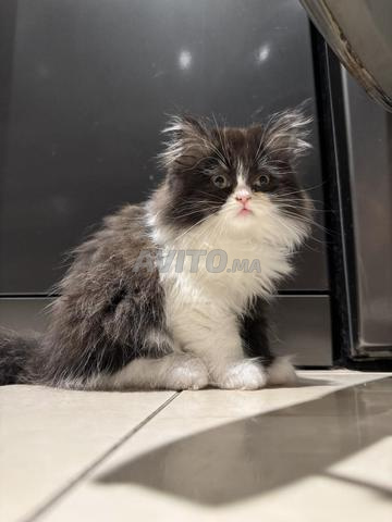 Chatons persans - 2