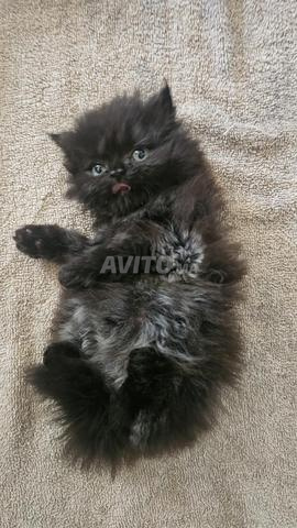 Adorable chaton persan à vendre 🐱 - 2